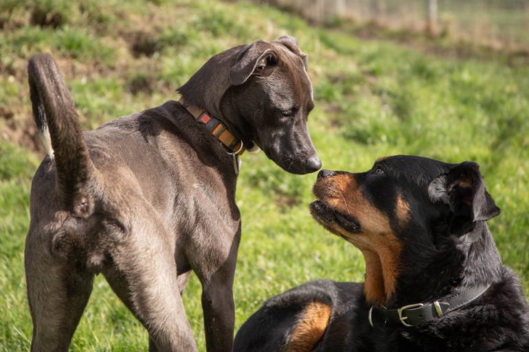 Laufender Hund